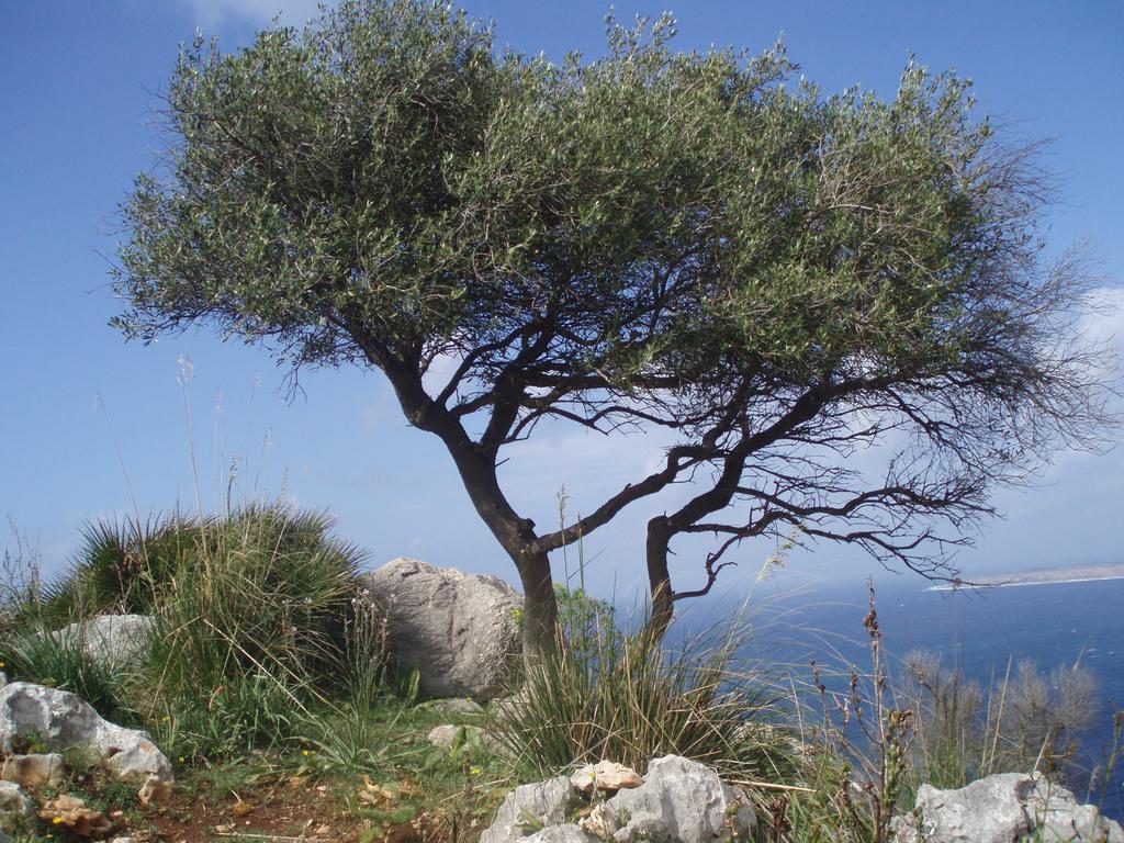 Baia Cofano Home Custonaci Dış mekan fotoğraf